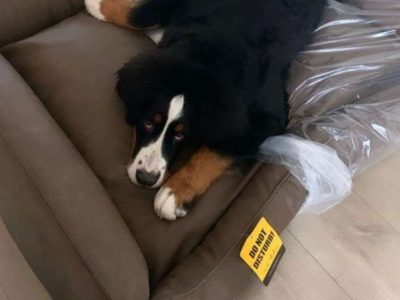 Bollie kan niet wachten tot de mand is uitgepakt