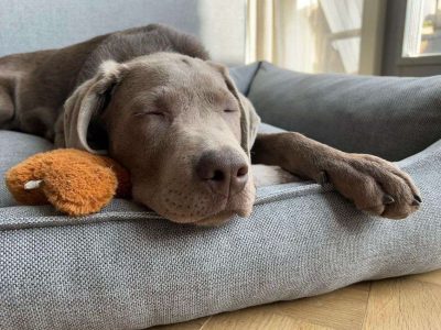 Vandaag een nieuwe mand gekregen! Ik heb het al getest en zoals je kunt zien... 💤Ben ik het ermee eens